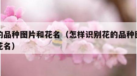 花的品种图片和花名（怎样识别花的品种图片和花名）