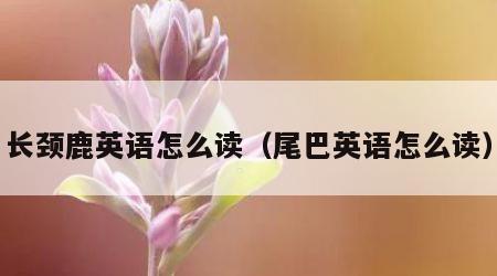 长颈鹿英语怎么读（尾巴英语怎么读）