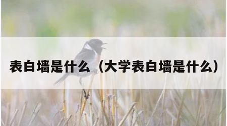 表白墙是什么（大学表白墙是什么）