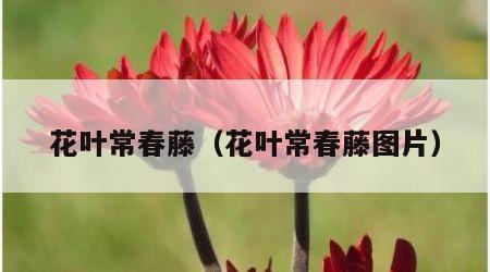 花叶常春藤（花叶常春藤图片）