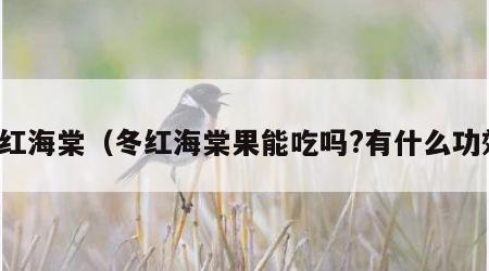 冬红海棠（冬红海棠果能吃吗?有什么功效）