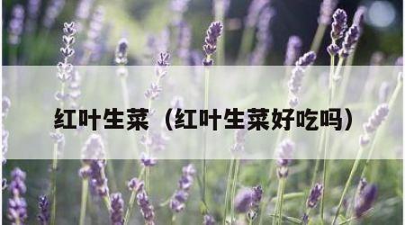 红叶生菜（红叶生菜好吃吗）