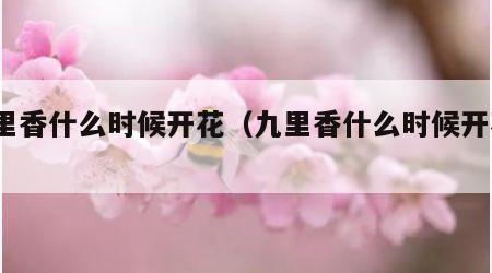 九里香什么时候开花（九里香什么时候开花?）