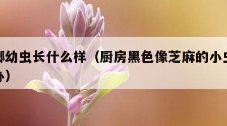 蟑螂幼虫长什么样（厨房黑色像芝麻的小虫怎么办）