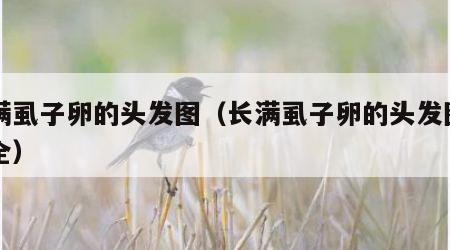 长满虱子卵的头发图（长满虱子卵的头发图片大全）