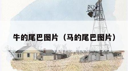 牛的尾巴图片（马的尾巴图片）