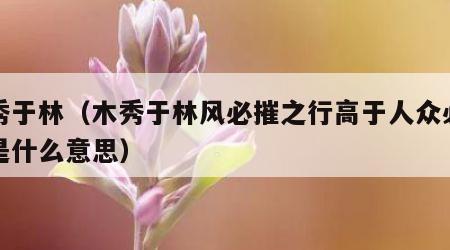 木秀于林（木秀于林风必摧之行高于人众必非之是什么意思）