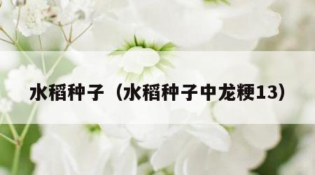水稻种子（水稻种子中龙粳13）