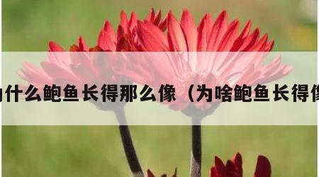 为什么鲍鱼长得那么像（为啥鲍鱼长得像）