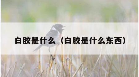 白胶是什么（白胶是什么东西）