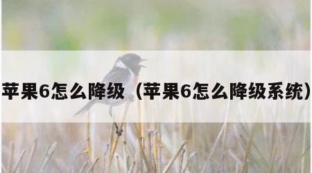 苹果6怎么降级（苹果6怎么降级系统）