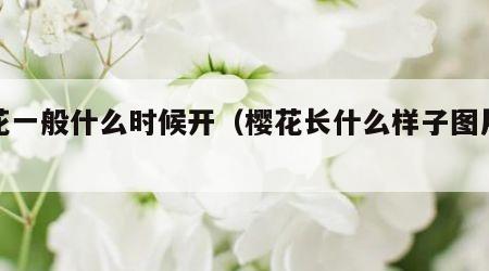 樱花一般什么时候开（樱花长什么样子图片欣赏）