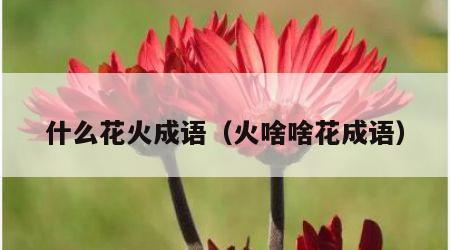 什么花火成语（火啥啥花成语）