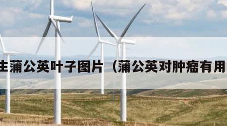 野生蒲公英叶子图片（蒲公英对肿瘤有用吗）