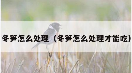 冬笋怎么处理（冬笋怎么处理才能吃）