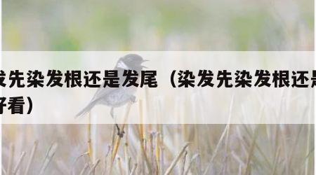 染发先染发根还是发尾（染发先染发根还是发尾好看）