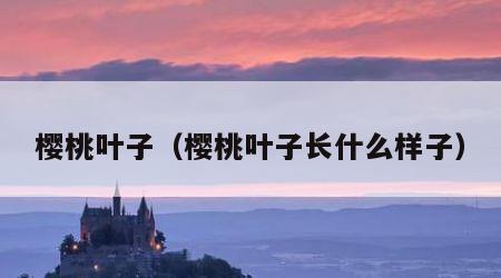 樱桃叶子（樱桃叶子长什么样子）