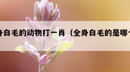 全身白毛的动物打一肖（全身白毛的是哪个生肖）