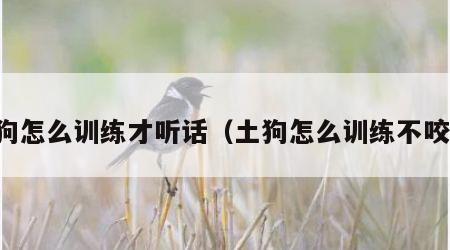 土狗怎么训练才听话（土狗怎么训练不咬人）