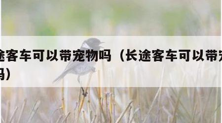 长途客车可以带宠物吗（长途客车可以带宠物猫吗）