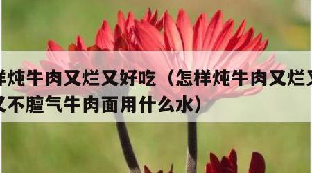 怎样炖牛肉又烂又好吃（怎样炖牛肉又烂又好吃又不膻气牛肉面用什么水）
