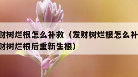 发财树烂根怎么补救（发财树烂根怎么补救,发财树烂根后重新生根）