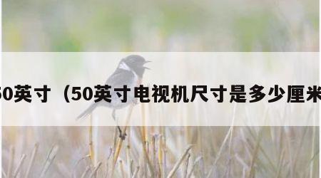 50英寸（50英寸电视机尺寸是多少厘米）