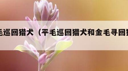 金毛巡回猎犬（平毛巡回猎犬和金毛寻回猎犬）