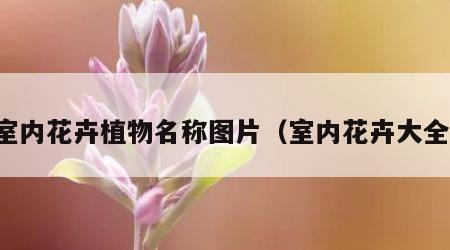 室内花卉植物名称图片（室内花卉大全）