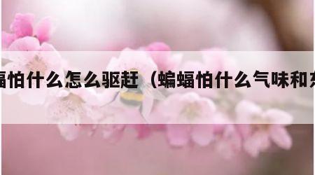 蝙蝠怕什么怎么驱赶（蝙蝠怕什么气味和东西）