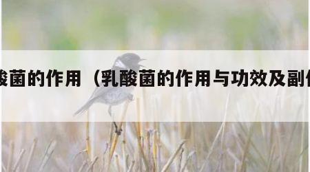 乳酸菌的作用（乳酸菌的作用与功效及副作用）