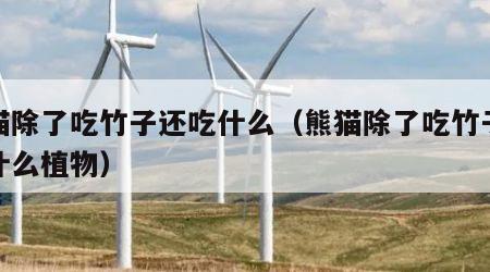 熊猫除了吃竹子还吃什么（熊猫除了吃竹子还吃什么植物）