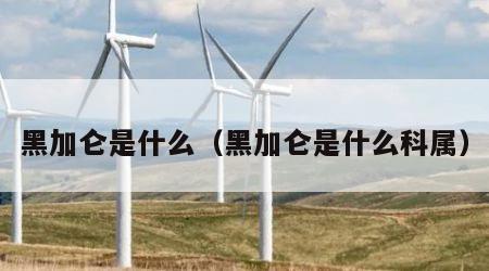 黑加仑是什么（黑加仑是什么科属）