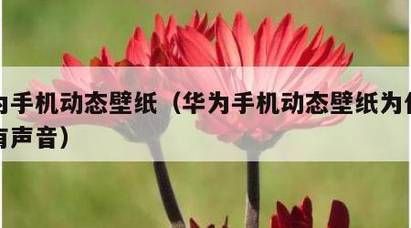 华为手机动态壁纸（华为手机动态壁纸为什么没有声音）