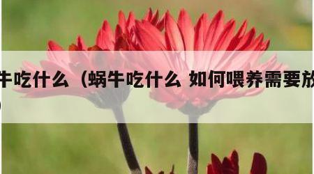 蜗牛吃什么（蜗牛吃什么 如何喂养需要放水吗）