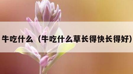 牛吃什么（牛吃什么草长得快长得好）