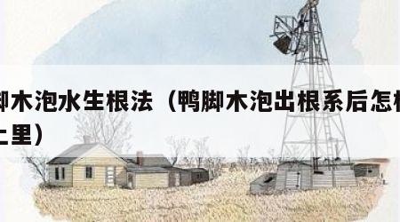 鸭脚木泡水生根法（鸭脚木泡出根系后怎样移到土里）