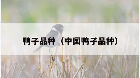 鸭子品种（中国鸭子品种）