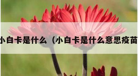小白卡是什么（小白卡是什么意思疫苗）