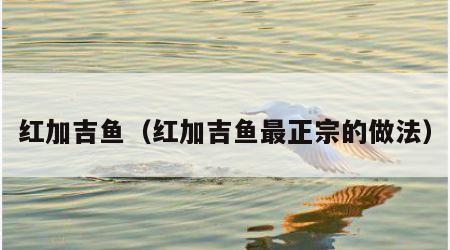 红加吉鱼（红加吉鱼最正宗的做法）