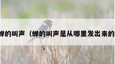 蝉的叫声（蝉的叫声是从哪里发出来的）
