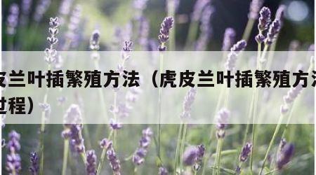 虎皮兰叶插繁殖方法（虎皮兰叶插繁殖方法的全过程）
