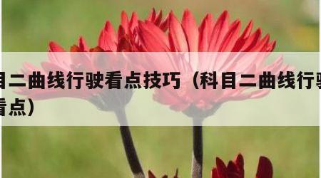 科目二曲线行驶看点技巧（科目二曲线行驶如何看点）