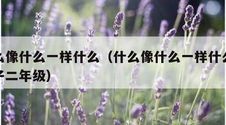 什么像什么一样什么（什么像什么一样什么造句子二年级）