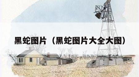 黑蛇图片（黑蛇图片大全大图）