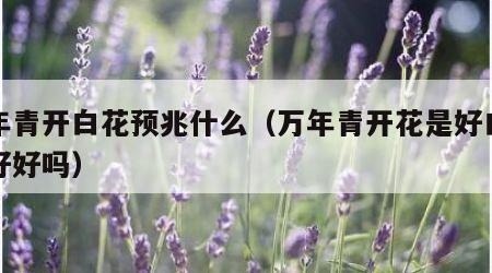 万年青开白花预兆什么（万年青开花是好白色的好好吗）