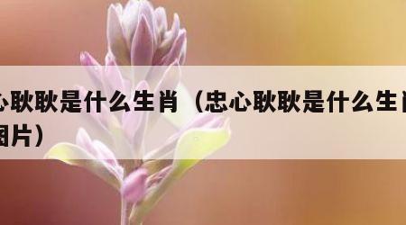 忠心耿耿是什么生肖（忠心耿耿是什么生肖动物图片）