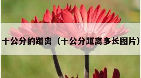 十公分的距离（十公分距离多长图片）