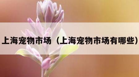 上海宠物市场（上海宠物市场有哪些）