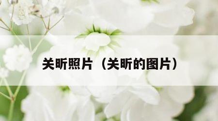 关昕照片（关昕的图片）